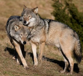 Predavanje Sivi volk – ogrožen ali grožnja?